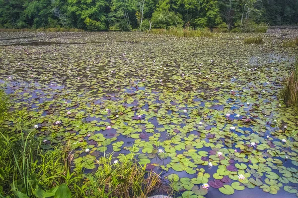 Blick Auf Einen Ungestörten Teich Voller Lilienkissen Mit Bäumen Hintergrund — Stockfoto