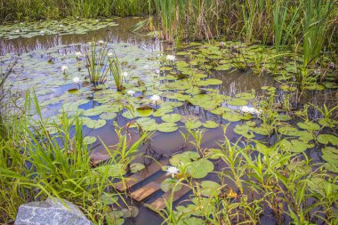 Beyaz çiçekli nilüferlerle kaplı bir gölete batmış bir palet