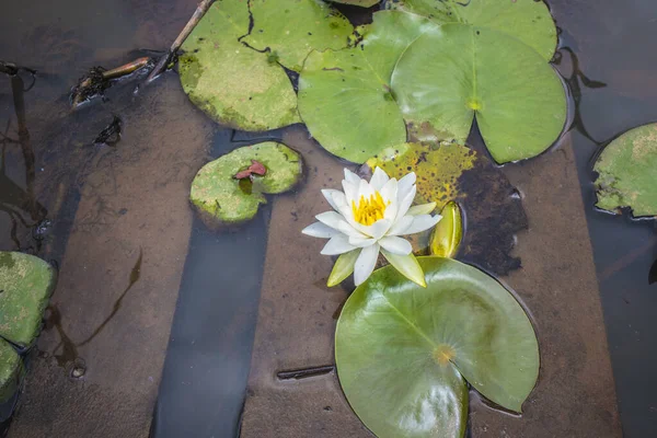 Eine Versenkte Palette Und Eine Weiße Blume Ein Gelbes Zentrum — Stockfoto