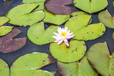 Gölün arka planında zambak desenli beyaz bir çiçek.