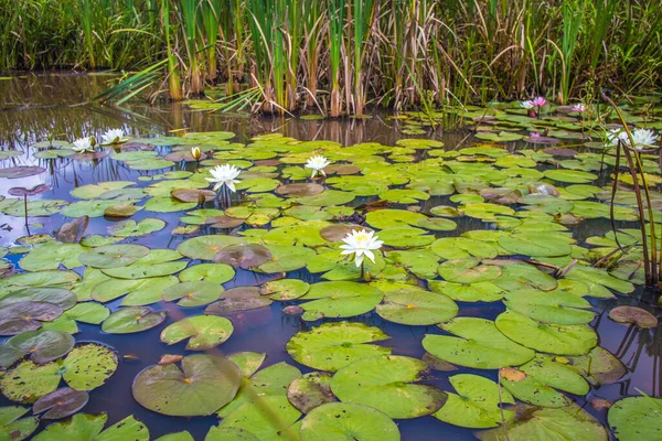 Weiße Blüten Einem Kleinen Teich Voller Lilienkissen Frühling — Stockfoto