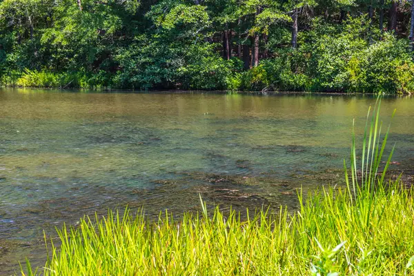 Vista Hermoso Paisaje Natural Fondo Río Follaje Verde Primavera —  Fotos de Stock