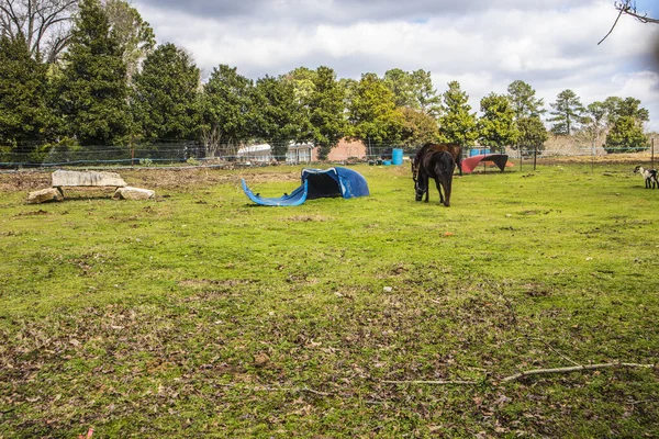 Konie Kozy Wypasane Polu Obszarze Ogrodzenia — Zdjęcie stockowe
