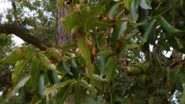 Gürcistan 'da ceviz ağacında ceviz