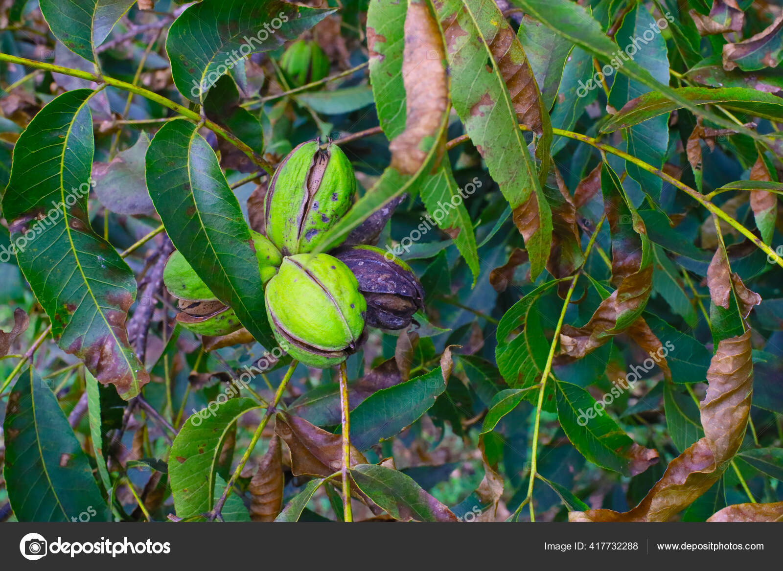 Pecans Tree Ready Harvest Orchard Close Stock Photo by ©madvideos.gmail