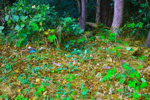 Trash on the side of the road in a patch in the country