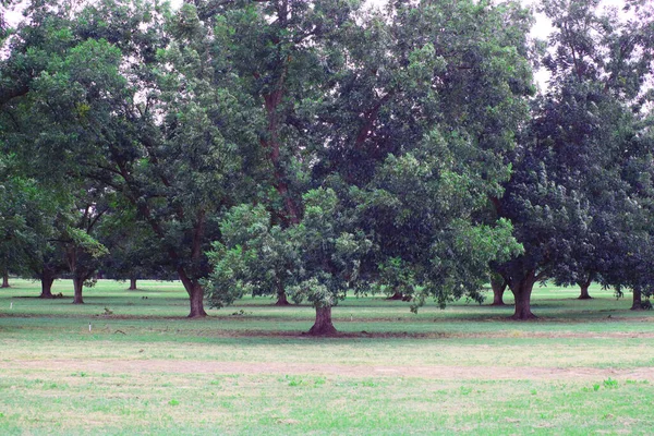 Beautiful Green Pecan Trees Orchard Spring — Stock Photo, Image