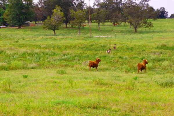 Bullen Auf Einer Grünen Weide Land — Stockfoto