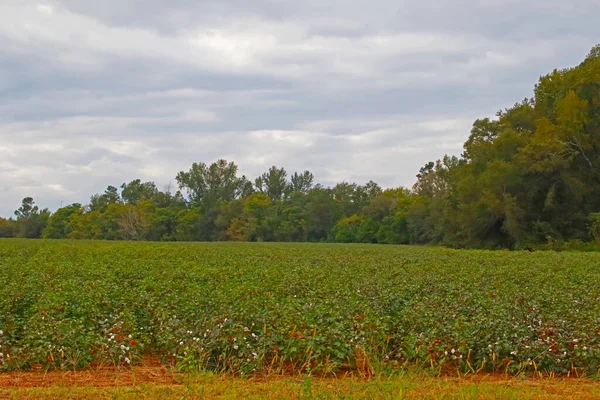 Cotton farm field in the country  with cloudy skies