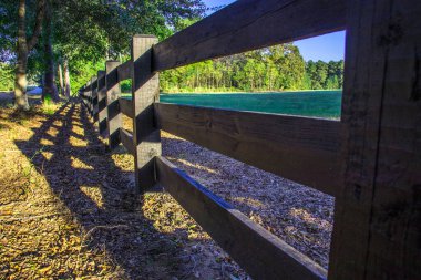 Ormandaki uzun ağaçların manzarası. Güneş parlıyor.  