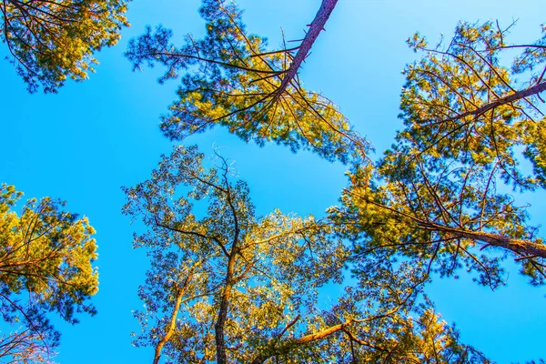 View of tall trees in a forest with the sun beaming through