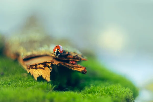 Marienkäfer Aus Nächster Nähe Auf Baumrinde Bei Sonnigem Wetter — Stockfoto