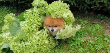 Yemyeşil renklerde küçük bir tükürük