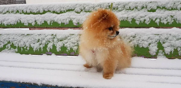 Pomeranian Puppy Snow Covered Bench — Stock Photo, Image