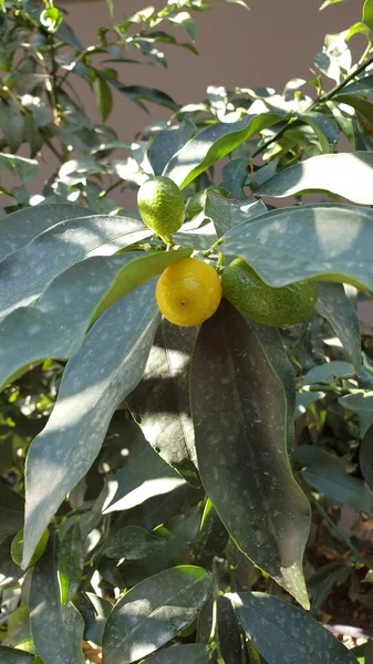 Fruta Limón Una Rama —  Fotos de Stock