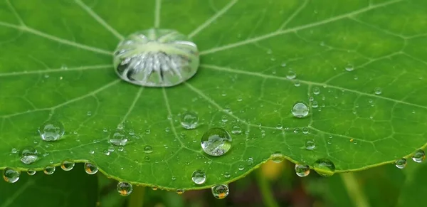 Regentropfen Auf Einem Grünen Blatt — Stockfoto