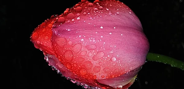 Rote Tulpe Mit Tautropfen Makrofotografie — Stockfoto