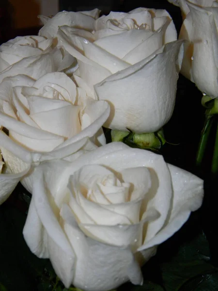 Białe Róże Zbliżenie Tapety — Zdjęcie stockowe