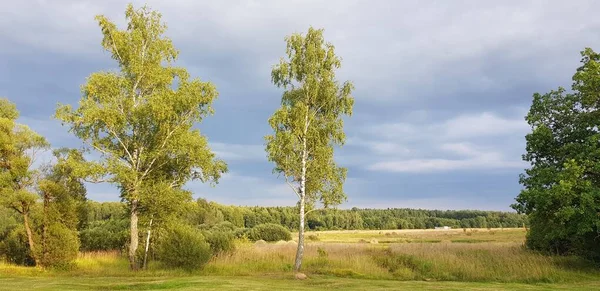Landskap Med Björkträd Landet — Stockfoto