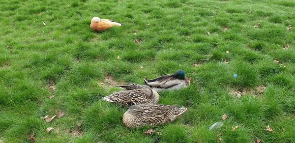 Ogar Ducks Rest Zielone Grasy — Zdjęcie stockowe