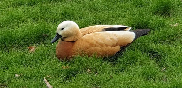 Ogar Ducks Rest Zielone Grasy — Zdjęcie stockowe