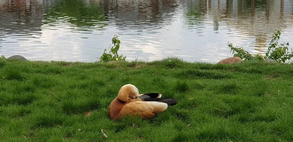 Ogar Ducks Rest Zielone Grasy — Zdjęcie stockowe