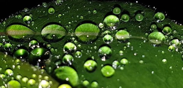 Gotas Chuva Uma Folha Verde — Fotografia de Stock