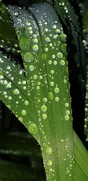 Капли Дождя Зеленом Листе — стоковое фото