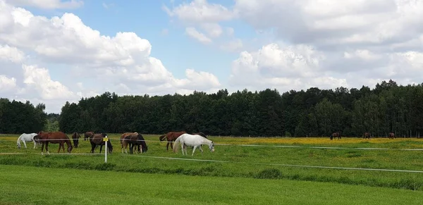 Konie Pasą Się Zielonej Łące — Zdjęcie stockowe