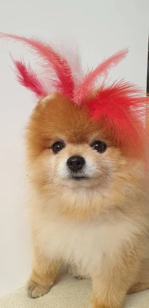 赤い羽を持つ魅力的なポメラニアの子犬 — ストック写真