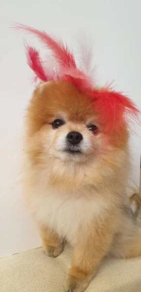 Charming Pomeranian Puppy Red Feathers — Stock Photo, Image