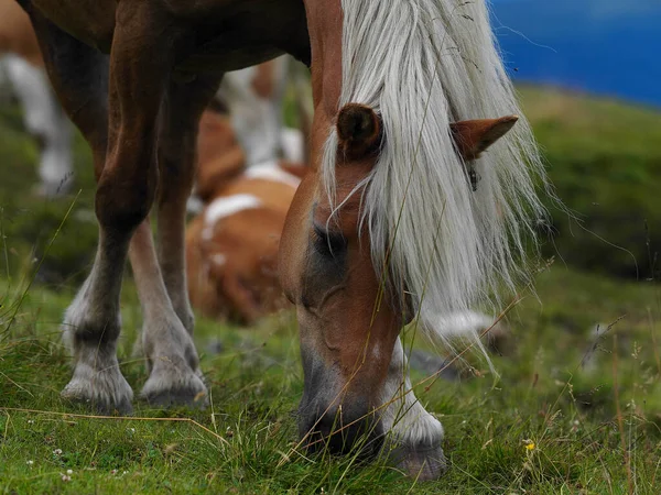 Blondes Wildpferd Über Hochgebirgsweg Trentino Südtirol Italien — Stockfoto