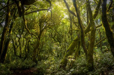  Garajonay Ulusal Parkı 'ndaki Lush Laurisilva Ormanı, La Gomera. Kanarya Adaları. seyahat fotoğrafçılığı. manzara