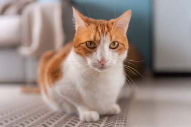 Kapatın. Halıya uzanmış sarı gözlü beyaz ve kahverengi kedi kameraya bakar..