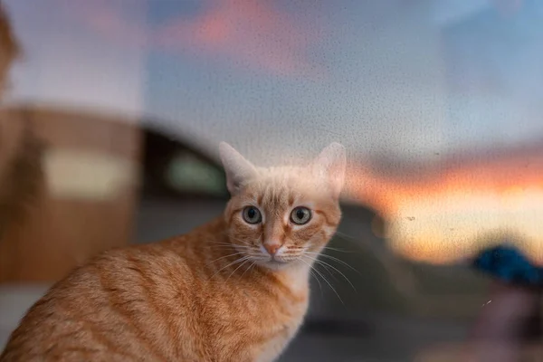 Gato Tabby Marrón Ver Puesta Sol Detrás Ventana — Foto de Stock