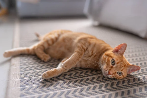 Ojos Verdes Gato Tabby Encuentra Alfombra Cómodamente Escena Gato Doméstico —  Fotos de Stock
