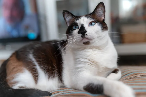 Gato Blanco Negro Con Ojos Azules Acostado Alfombra Mira Hacia —  Fotos de Stock