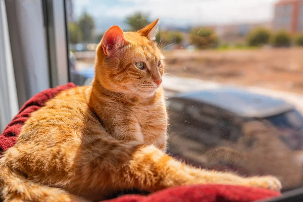 Vista Perfil Gato Tabby Marrón Sentado Una Hamaca Por Ventana — Foto de Stock