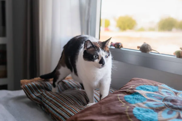 black and white cat with blue eyes is standing on pillows by the window. domestic cat at home. cat at window