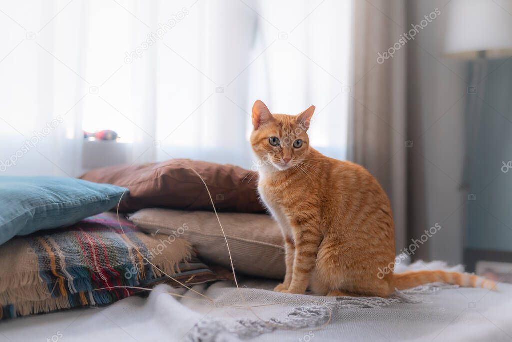 brown tabby cat with green eyes is sitting on pillows by the window