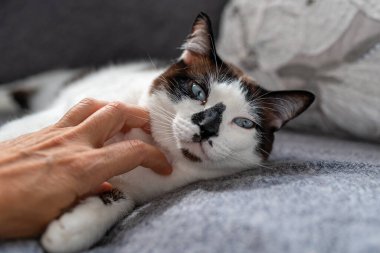 Bir insanın eli, gri bir battaniyenin üzerinde uzanan mavi gözlü siyah beyaz bir kedinin boynunu okşar.