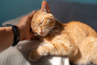 Bir insanın eli kanepede yatan kahverengi bir kedinin başını okşar. Kedi gözlerini kapar ve eğlenir.
