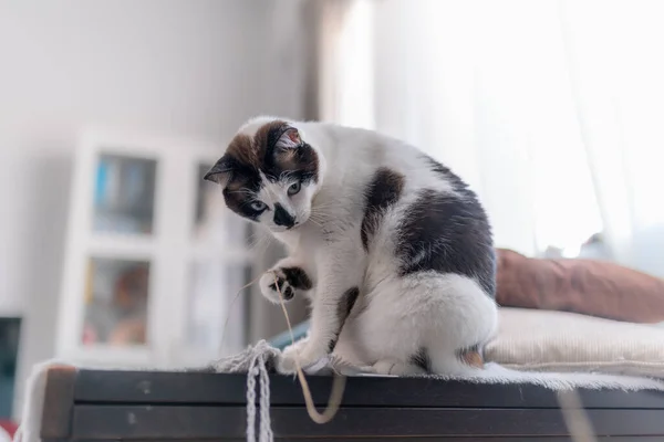 Black White Cat Blue Eyes Sitting Table Plays Rope — Stock Photo, Image