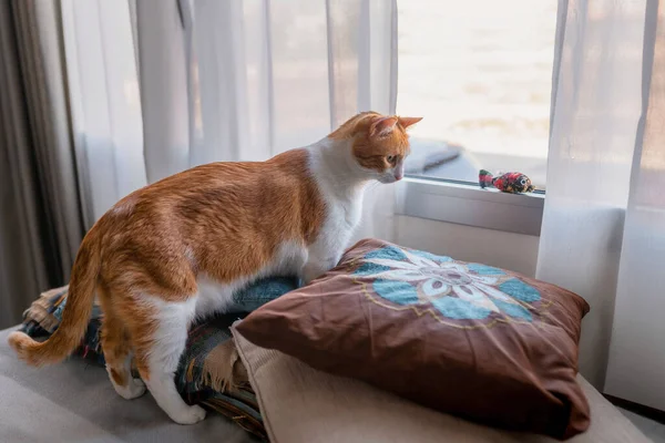 Коричневий Таббі Кіт Накладає Лапи Вікно Щоб Грати Котячою Іграшкою — стокове фото