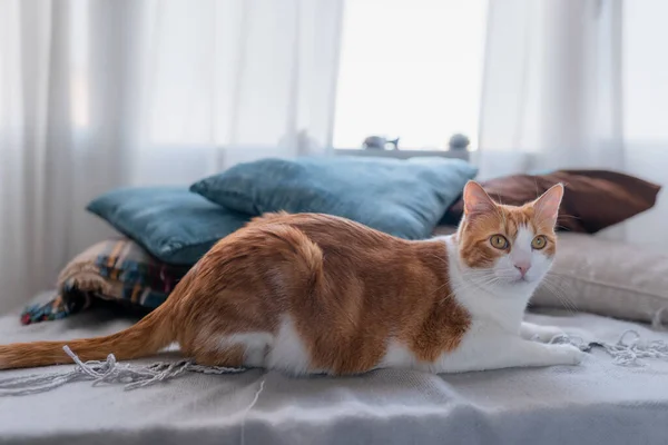 Gato Blanco Marrón Con Ojos Amarillos Acuesta Junto Almohadas Delante —  Fotos de Stock