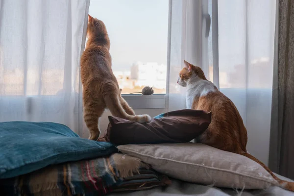 Dois Gatos Marrons Olhar Para Fora Janela — Fotografia de Stock