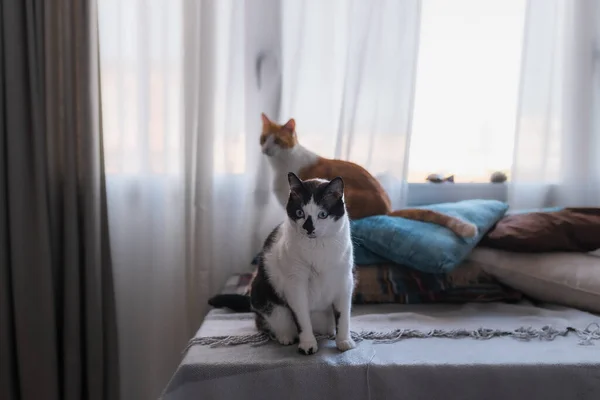 Die Schwarz Weiße Katze Sitzt Fenster Und Blickt Die Kamera — Stockfoto