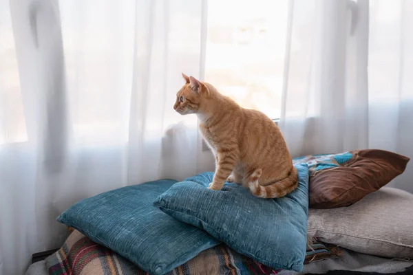 Кошка Тэбби Сидит Подушках Смотрит Окно — стоковое фото