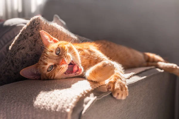 Chat Brun Tabby Aux Yeux Verts Couché Sur Canapé Bâille — Photo