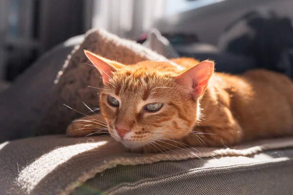 太陽の光の下でソファの上に寝そべっている緑色の目をした茶色のタビー猫のクローズアップ — ストック写真